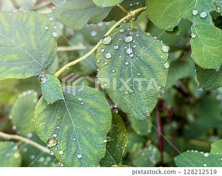 Raid drops on leaves. Morning dew on plants, Nature after rain. Natural background. 128212519
