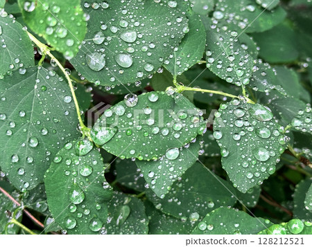 Raid drops on leaves. Morning dew on plants, Nature after rain. Natural background. 128212521