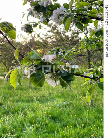 Blooming apple tree in the spring park. Branches with white buds and flowers. Vertical photography. 128212549