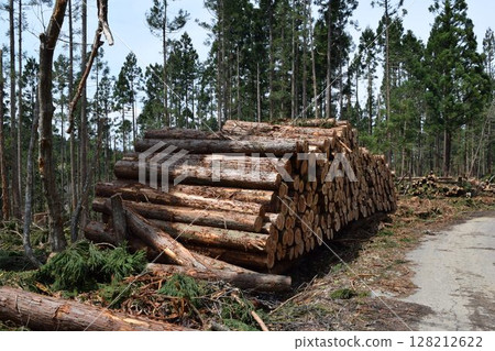 Logs of cut cedar Shonai, Yamagata Prefecture Logs of cut cedar Shonai, Yamagata Prefecture 128212622