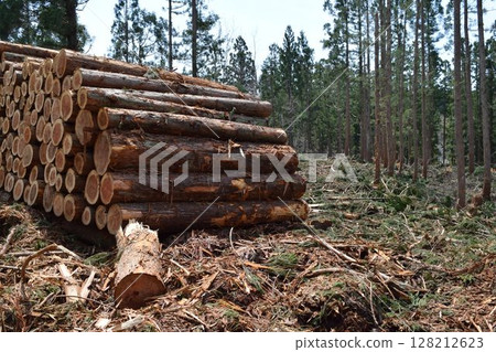 Logs of cut cedar Shonai, Yamagata Prefecture Logs of cut cedar Shonai, Yamagata Prefecture 128212623