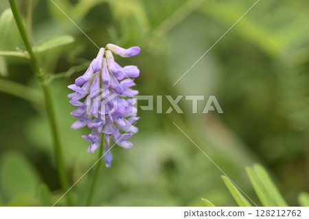 多花野碗豆 128212762