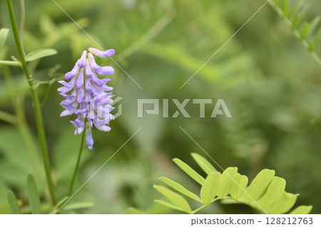 多花野碗豆 多花野碗豆 128212763