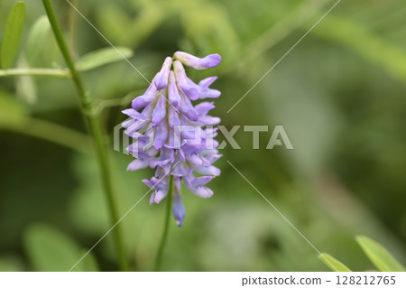 多花野碗豆 128212765