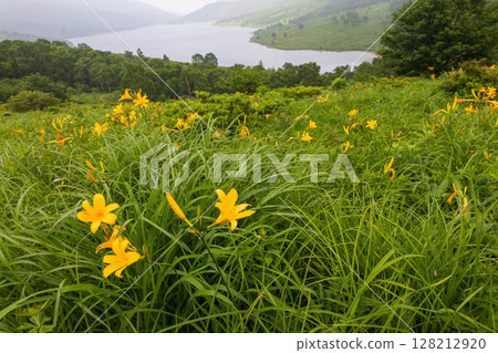 群馬縣中之條町野里湖的野接木菅 群馬縣中之條町野里湖的野接木菅 128212920