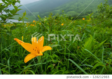 群馬縣中之條町野里湖的野接木菅 128212983