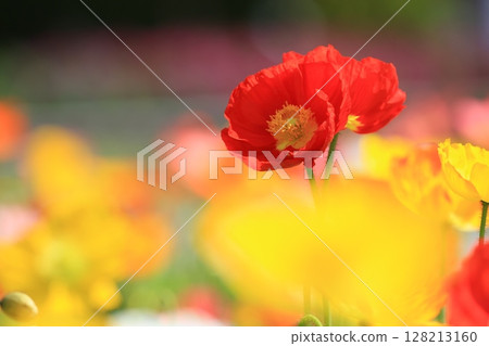 Poppy 9715 128213160