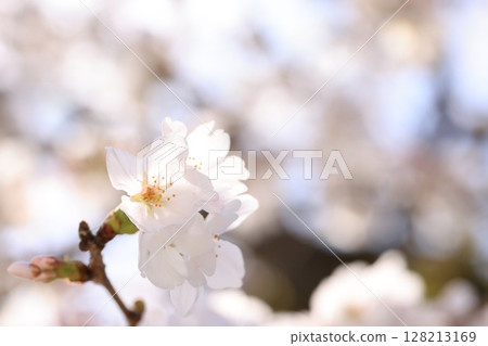 Cherry blossoms of Kintai Bridge 8531 Cherry blossoms of Kintai Bridge 8531 128213169