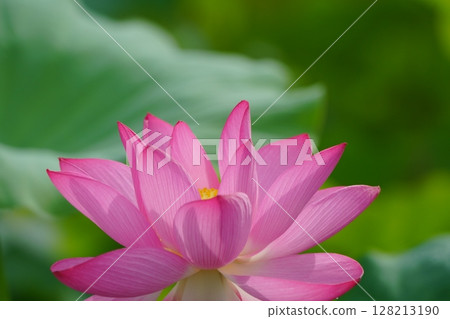 Lotus 2559 128213190