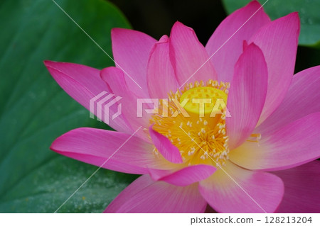 Lotus 2628 128213204