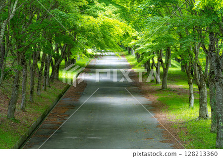 [Early summer material] Green maple corridor at Lake Momiji [Nagano Prefecture] 128213360