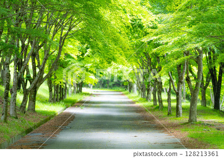 [Early summer material] Green maple corridor at Lake Momiji [Nagano Prefecture] 128213361