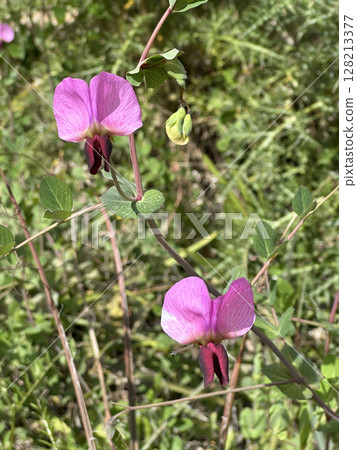 Blossom Wild Pea (lat.- Pisum sativum elatius) 128213377