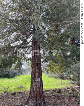 California redwood or coastal redwood (Sequoia sempervirens) 128213378