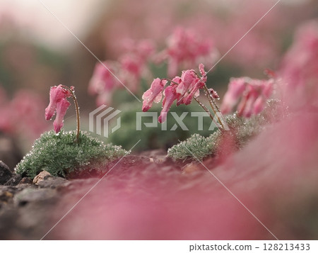 高山植物的女王 高山植物的女王 128213433