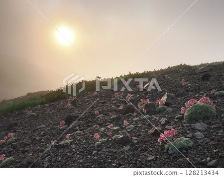 荷包牡丹群落 128213434