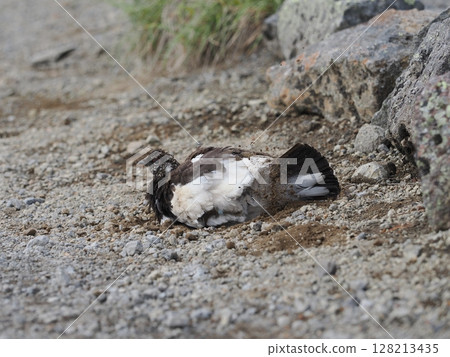 一隻雷鳥在健行步道上進行沙浴 128213435