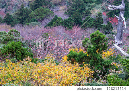 Autumn leaves from Taiko Rock in Yakushima National Park (Autumn) Autumn leaves from Taiko Rock in Yakushima National Park (Autumn) 128213514
