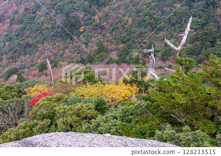 Autumn leaves from Taiko Rock in Yakushima National Park (Autumn) 128213515