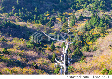 Autumn leaves from Taiko Rock in Yakushima National Park (Autumn) 128213521