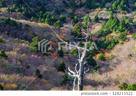Autumn leaves from Taiko Rock in Yakushima National Park (Autumn) Autumn leaves from Taiko Rock in Yakushima National Park (Autumn) 128213522