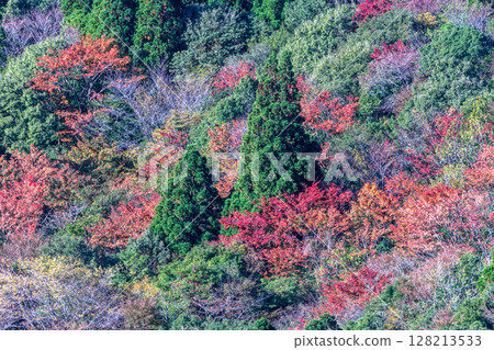 屋久島國立公園美麗的秋葉（十一月）－從太鼓岩欣賞壯麗景色 128213533