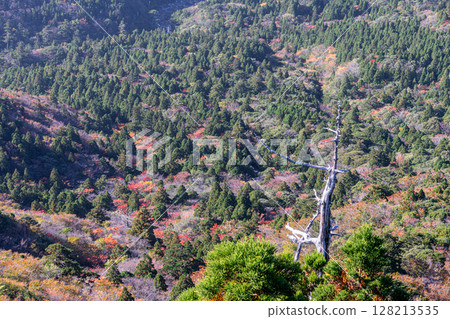 Autumn leaves from Taiko Rock in Yakushima National Park (Autumn) 128213535