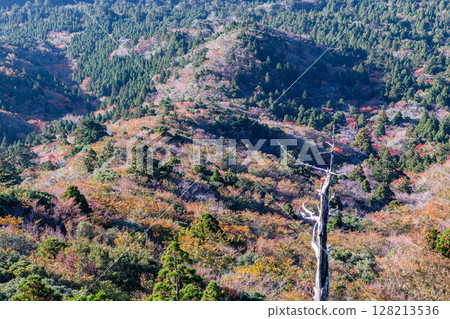 Autumn leaves from Taiko Rock in Yakushima National Park (Autumn) 128213536