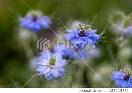 Blue cornflowers Blue cornflowers 128213781