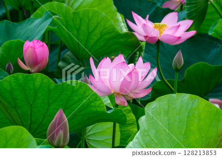 花瓣和蜜蜂 花瓣和蜜蜂 128213853