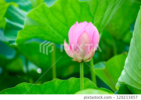 Shining buds Shining buds 128213857