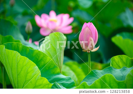 古蓮花芽 古蓮花芽 128213858