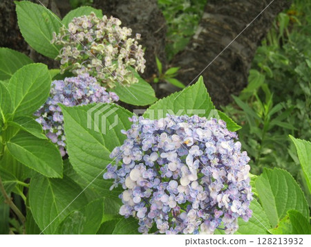 Blue hydrangeas at Kojima Flower Garden Blue hydrangeas at Kojima Flower Garden 128213932