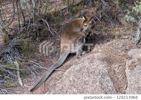 Wallaby - Freycinet Peninsula Wallaby - Freycinet Peninsula 128213968