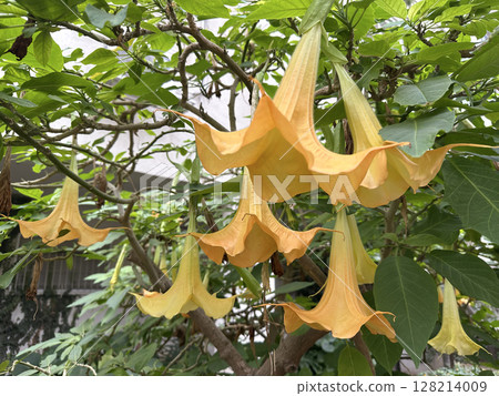 Flower of Angels trumpet (lat.- Brugmansia arborea) Flower of Angels trumpet (lat.- Brugmansia arborea) 128214009