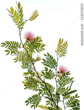 Beautiful stamens Calliandra (lat.- Calliandra surinamensis) Beautiful stamens Calliandra (lat.- Calliandra surinamensis) 128214010