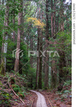 Autumn leaves around the trolley tracks in Yakushima National Park (Autumn) 128214040