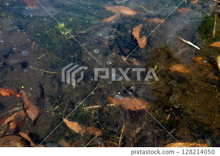 Frozen pond surface, fallen leaves on the lake bottom 128214050