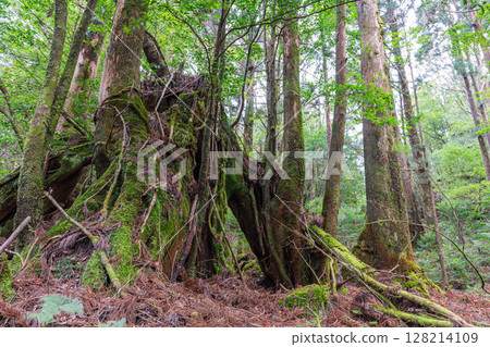 Heritage of our ancestors: Yakusugi stumps and cedar mountains, Yakushima National Park (Autumn) Heritage of our ancestors: Yakusugi stumps and cedar mountains, Yakushima National Park (Autumn) 128214109