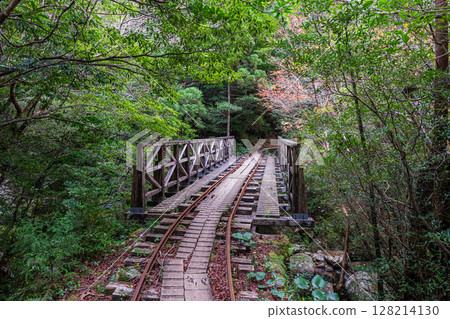 Yakushima National Park - Autumn leaves around the trolley tracks 128214130