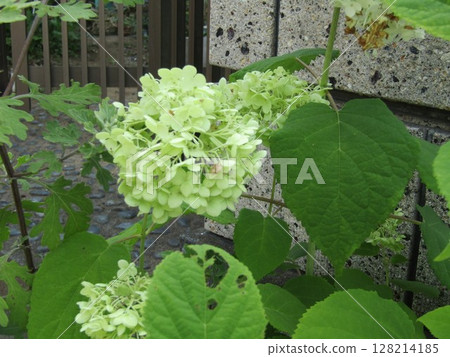 欣賞安娜貝爾繡球花的色彩變化 128214185