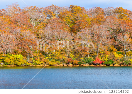 秋田：紅葉染紅的菅原湖 128214302
