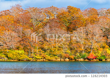 Akita: Lake Sugawara dyed in autumn leaves 128214303