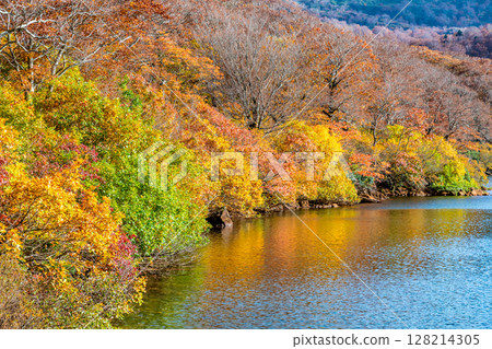 秋田:紅葉染紅的菅原湖 秋田:紅葉染紅的菅原湖 128214305