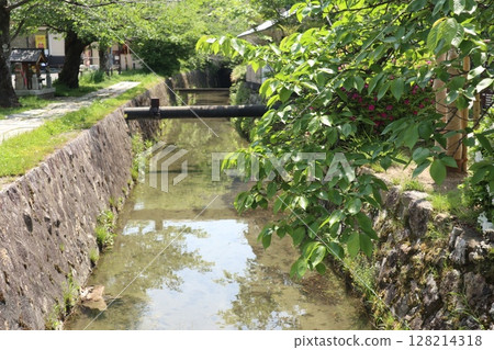 京都銀閣寺，綠樹成蔭 128214318