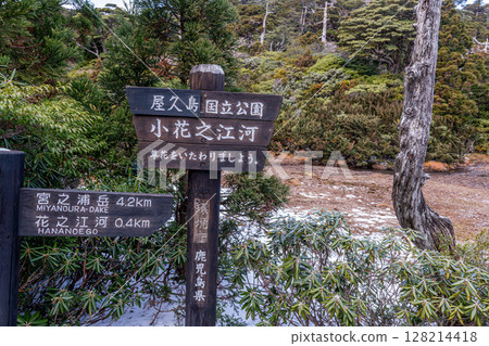 世界自然遺產屋久島小花的江川和標誌（冬季） 128214418