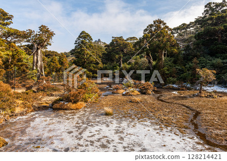 Paradise above the clouds, Kobana no Egawa, World Natural Heritage Site, Yakushima (Winter) 128214421