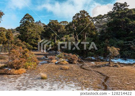 Paradise above the clouds, Kobana no Egawa, World Natural Heritage Site, Yakushima (Winter) 128214422