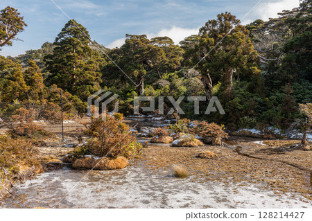 Paradise above the clouds, Kobana no Egawa, World Natural Heritage Site, Yakushima (Winter) Paradise above the clouds, Kobana no Egawa, World Natural Heritage Site, Yakushima (Winter) 128214427