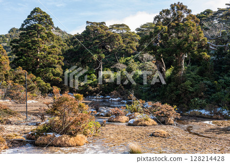 Paradise above the clouds, Kobana no Egawa, World Natural Heritage Site, Yakushima (Winter) 128214428